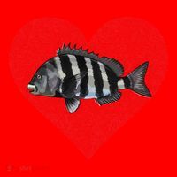 Sheepshead Valentines Day Fish Love Fingerprint Meaningful Gift Santa Hat thumb 1
