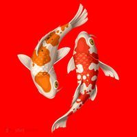 Swimming Koi Fishes Santa Hat thumb 1