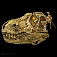 T-Rex Skull Skeleton Head Toddler Hoodie thumb 2