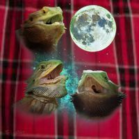 Three Bearded Dragons Howl At Moon 3 Wolfs Wolves Parody Men's Flannel Plaid Pajama Pants thumb 2