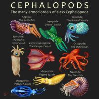 The Cephalopod Octopus Squid Cuttlefish And Nautilus Women's Sweatshirt thumb 2
