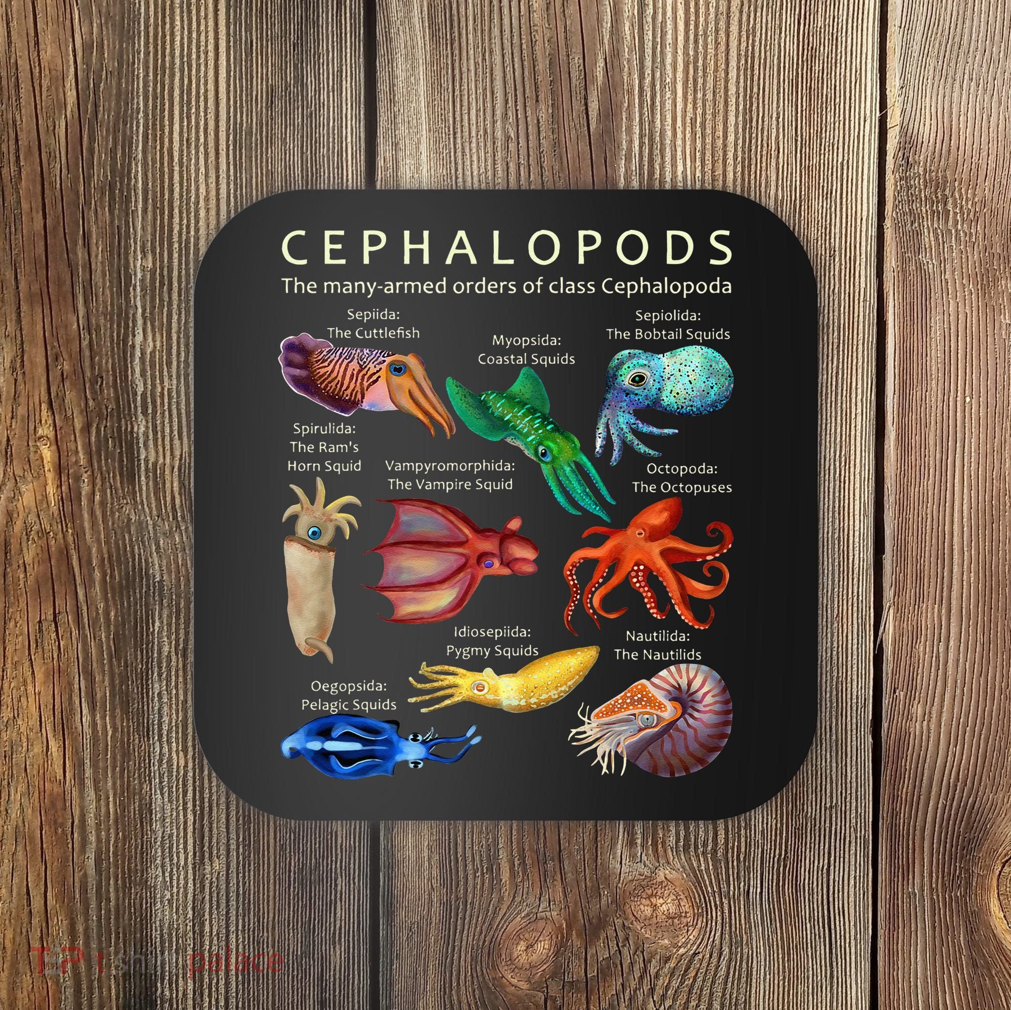 The Cephalopod Octopus Squid Cuttlefish And Nautilus Coaster