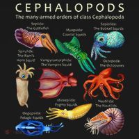 The Cephalopod Octopus Squid Cuttlefish And Nautilus Polo thumb 3