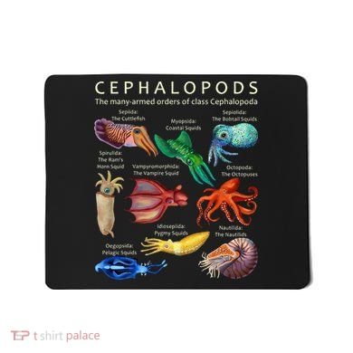The Cephalopod Octopus Squid Cuttlefish And Nautilus Mousepad
