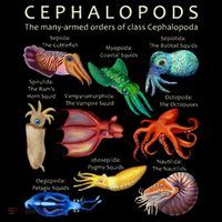 The Cephalopod Octopus Squid Cuttlefish And Nautilus Women's T-Shirt thumb 6