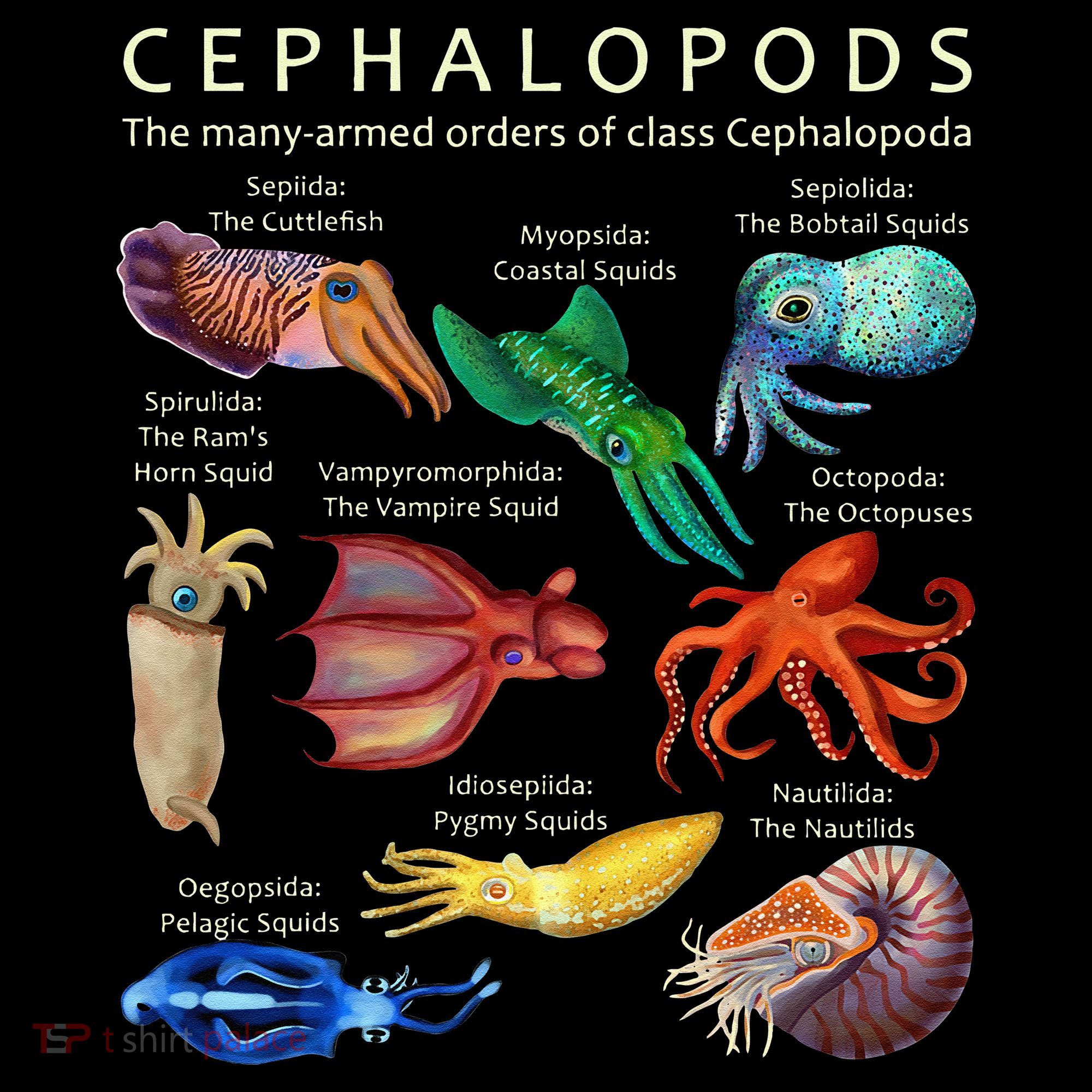 The Cephalopod Octopus Squid Cuttlefish And Nautilus Kids T-Shirt