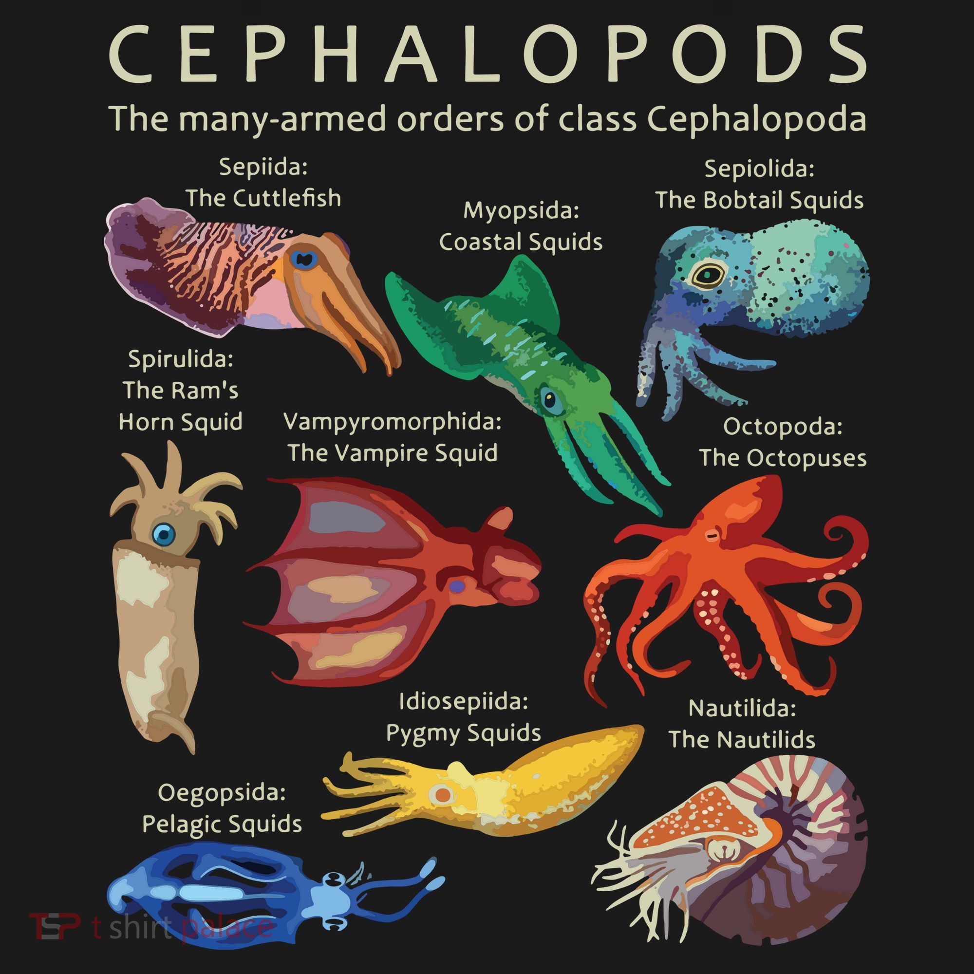 The Cephalopod Octopus Squid Cuttlefish And Nautilus Doggie Tank