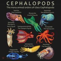 The Cephalopod Octopus Squid Cuttlefish And Nautilus USA-Made Doggie Bandana thumb 2