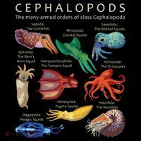 The Cephalopod Octopus Squid Cuttlefish And Nautilus Sweatshirt thumb 3
