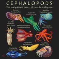 The Cephalopod Octopus Squid Cuttlefish And Nautilus Tumbler thumb 3