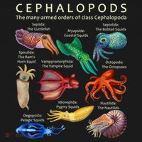 The Cephalopod: Octopus, Squid, Cuttlefish, And Nautilus USA-Made Doggie Bandana thumb 2
