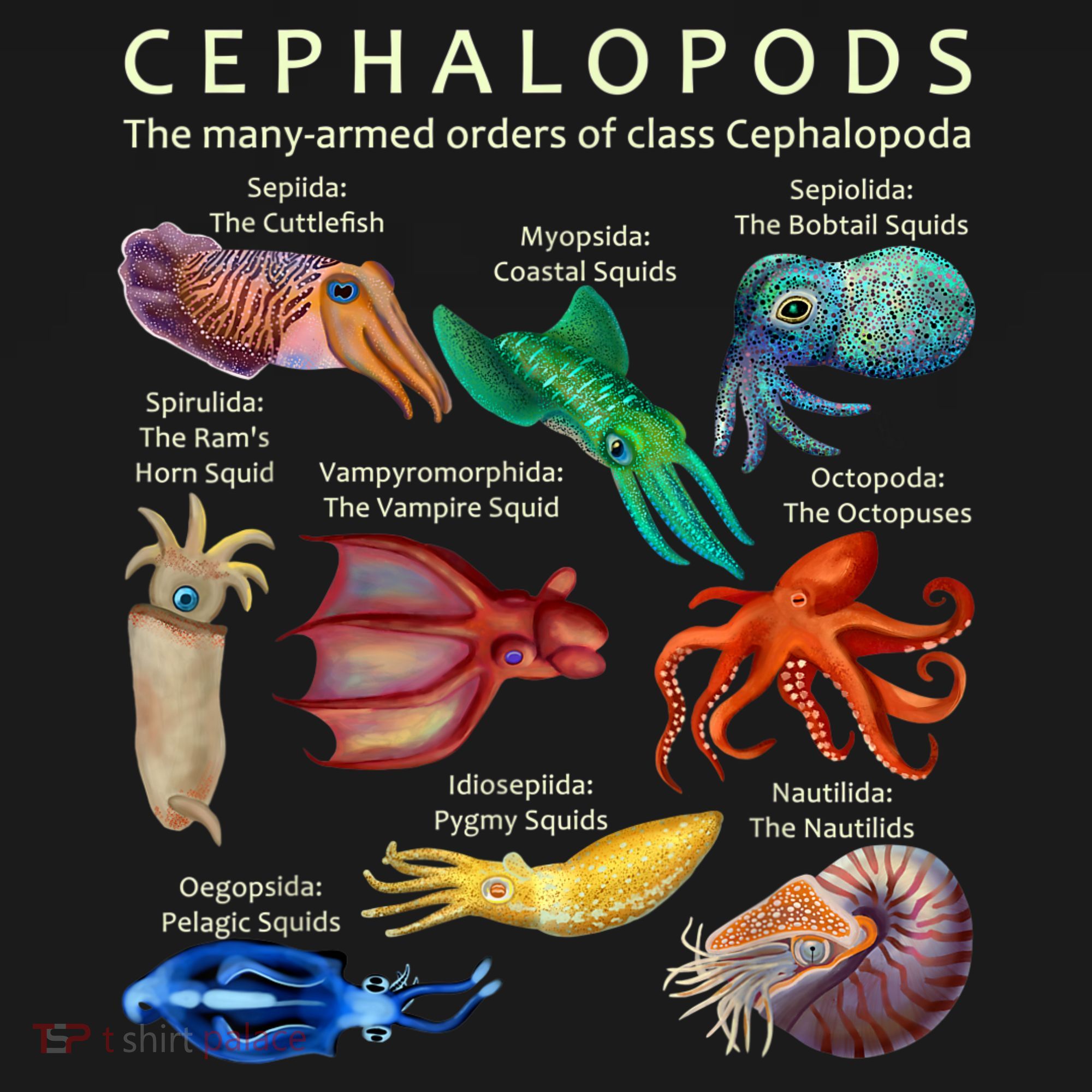 The Cephalopod: Octopus, Squid, Cuttlefish, And Nautilus USA-Made Doggie Bandana