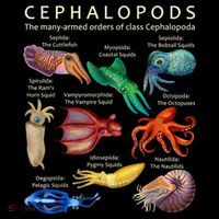 The Cephalopod: Octopus, Squid, Cuttlefish, And Nautilus Ornament thumb 1