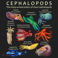 The Cephalopod: Octopus, Squid, Cuttlefish, And Nautilus Golf Towel thumb 3