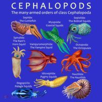 The Cephalopod: Octopus, Squid, Cuttlefish, And Nautilus Hoodie thumb 7