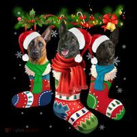 Three Dutch Shepherds In Christmas Socks Coffee Mug thumb 5