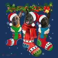 Three Dutch Shepherds In Christmas Socks Hat thumb 2