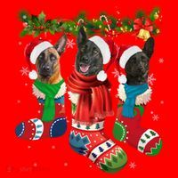 Three Dutch Shepherds In Christmas Socks Santa Hat thumb 1