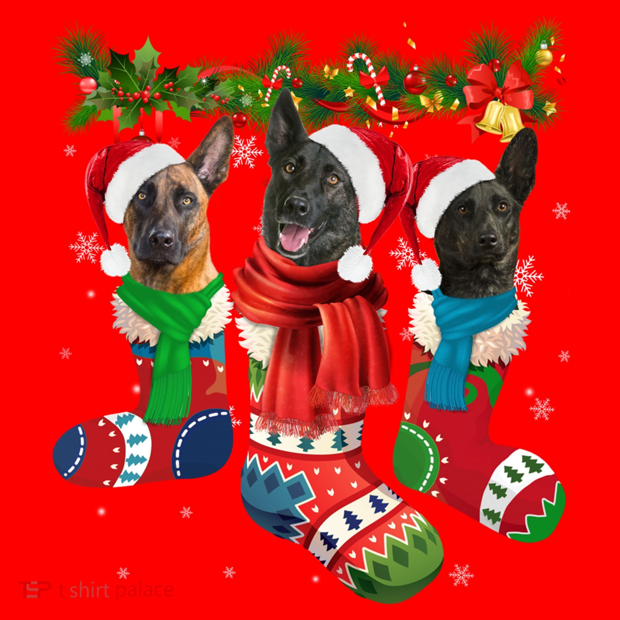 Three Dutch Shepherds In Christmas Socks Santa Hat
