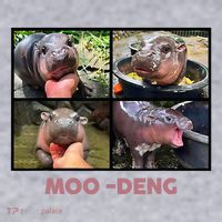 The Famous Baby Pigmy Hippo Moodeng Women's Sweatshirt thumb 2