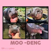 The Famous Baby Pigmy Hippo Moodeng Coaster thumb 2