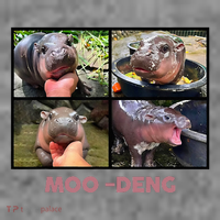 The Famous Baby Pigmy Hippo Moodeng Toddler Hoodie thumb 2