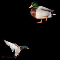The Mallard Duck Coffee Mug thumb 5