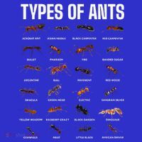 Types Of Ants For Ant Keeper Lovers T-Shirt thumb 7