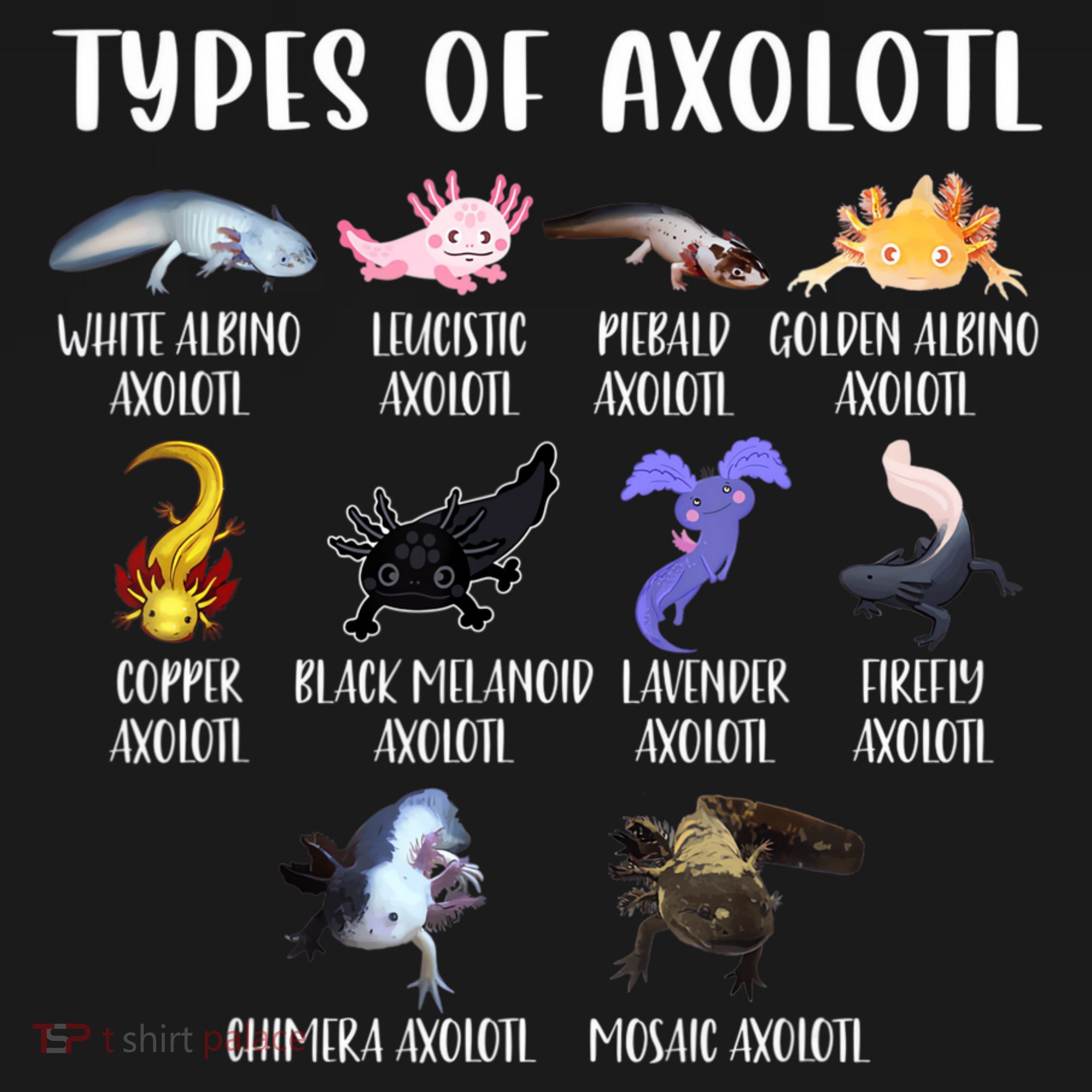 Types Of Axolotl Art Cute Different Species Of Axolotl T-Shirt