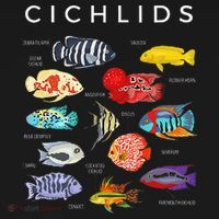 Types Of Cichlid Fish Species Cichlids Aquarium T-Shirt thumb 7