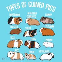 Types Of Guinea Pigs Household Pet Animal Rodent Fluffy Cute Great Gift T-Shirt thumb 6