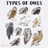 Types Of Owls Educational Collection Cute Owl Lover Hat thumb 2