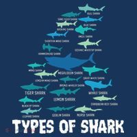 Types Of Shark Megalodon Great White Nurse Shark T-Shirt thumb 7