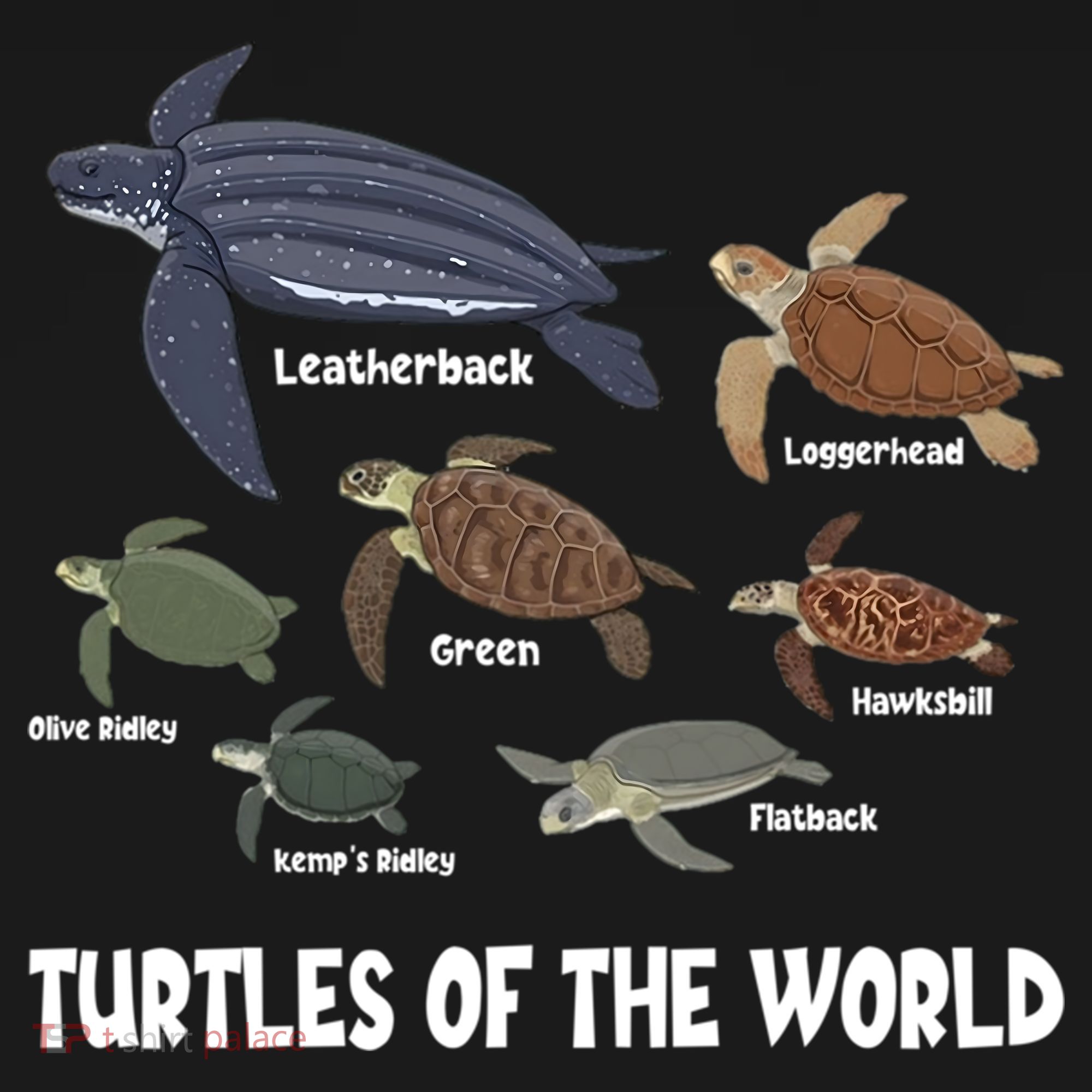 Turtles Of The World Celebrate Diversity Tortoise Sea Turtle Gift Women's Hoodie