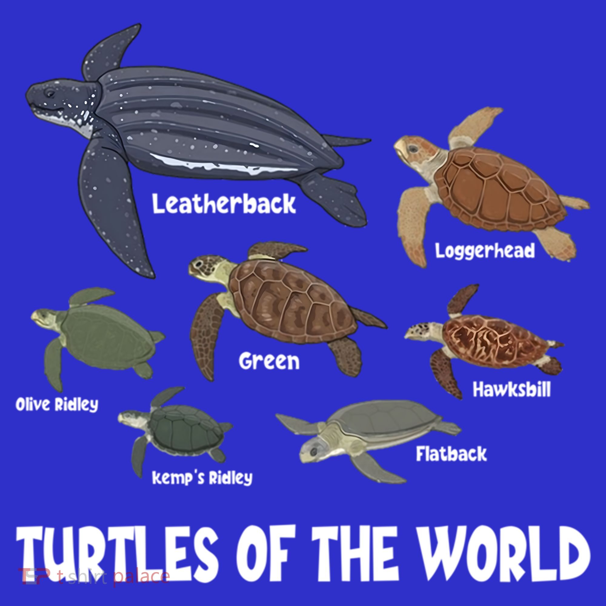Turtles Of The World Celebrate Diversity Tortoise Sea Turtle Gift Women's Tank Top