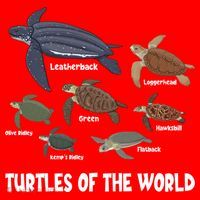 Turtles Of The World Celebrate Diversity Tortoise Sea Turtle Gift Santa Hat thumb 1