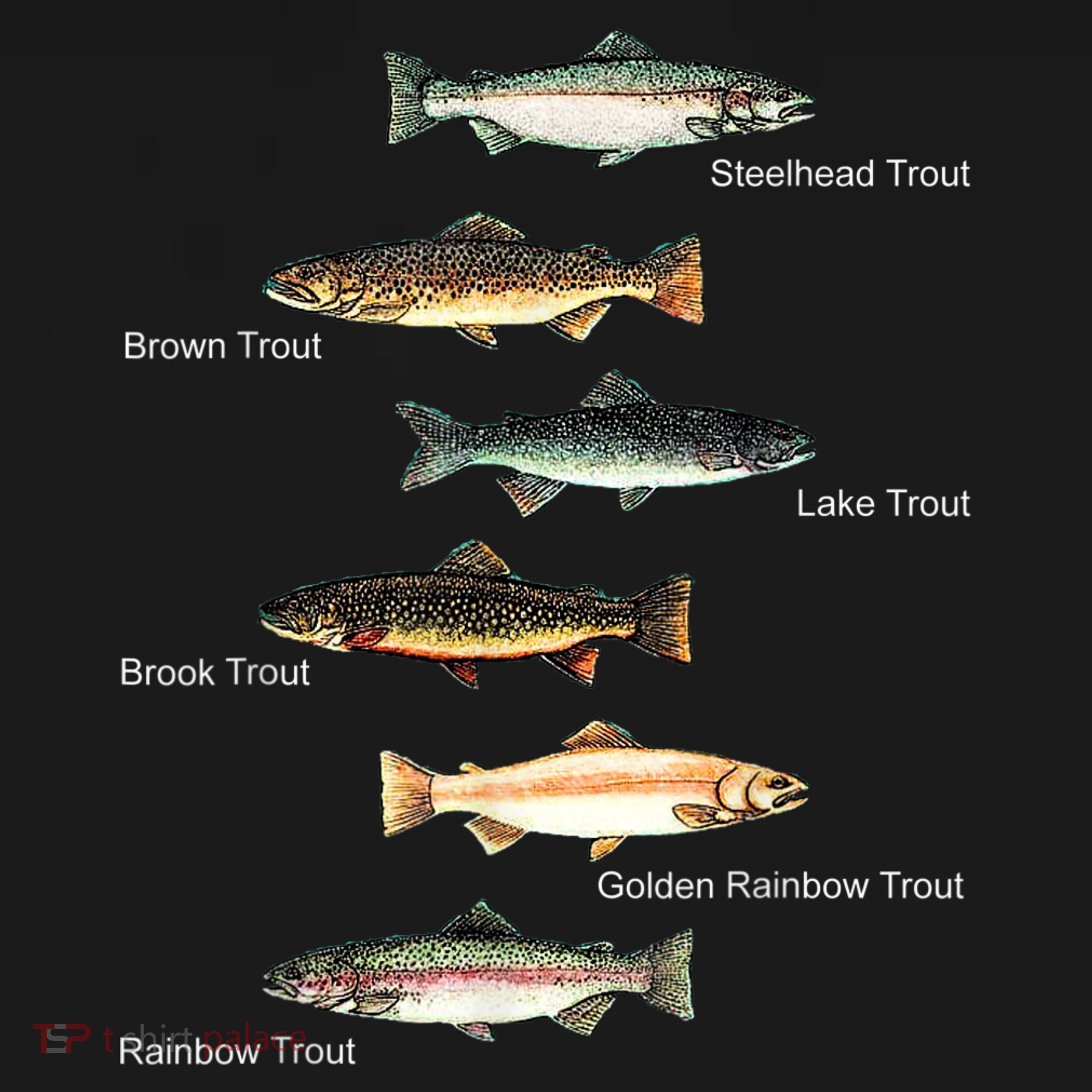 Types Of Trout Fish Species Collection Fishing T-Shirt