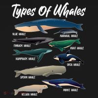 Types Of Whales T-Shirt thumb 7