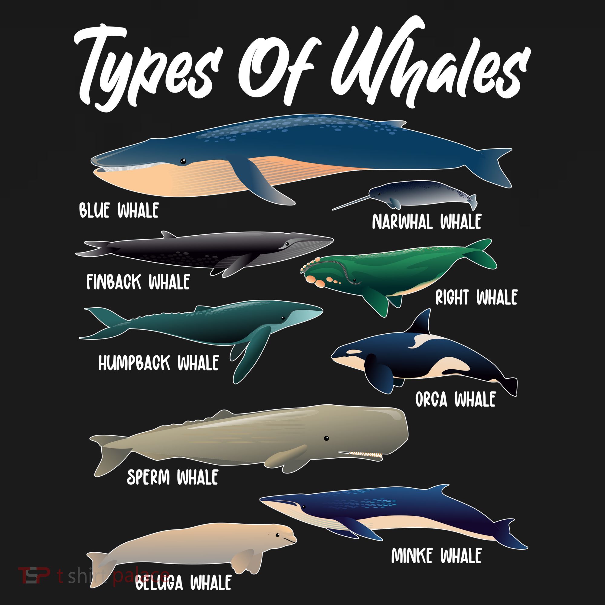 Types Of Whales T-Shirt
