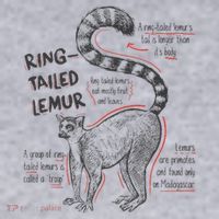 Trendy Ring Tailed Lemur Facts Women's Sweatshirt thumb 2