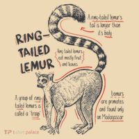 Trendy Ring Tailed Lemur Facts Tote Bag thumb 4