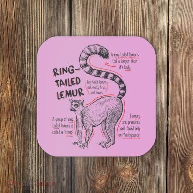 Trendy Ring Tailed Lemur Facts Coaster