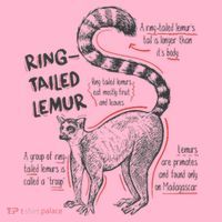 Trendy Ring Tailed Lemur Facts Coaster thumb 2