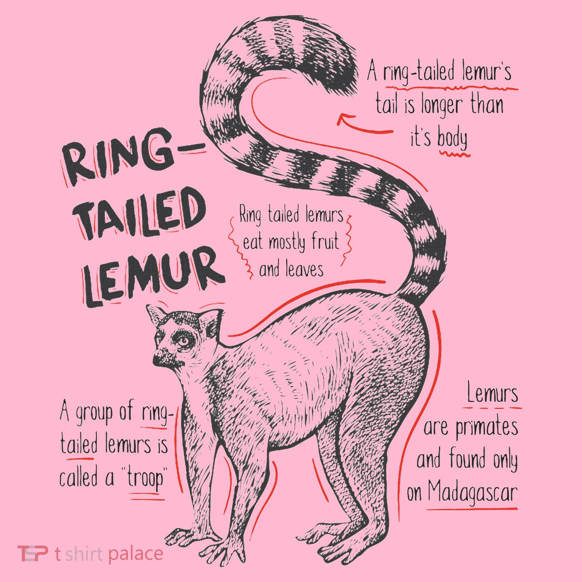 Trendy Ring Tailed Lemur Facts Coaster