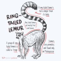 Trendy Ring Tailed Lemur Facts T-Shirt thumb 7