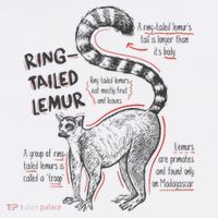 Trendy Ring Tailed Lemur Facts Hat thumb 2
