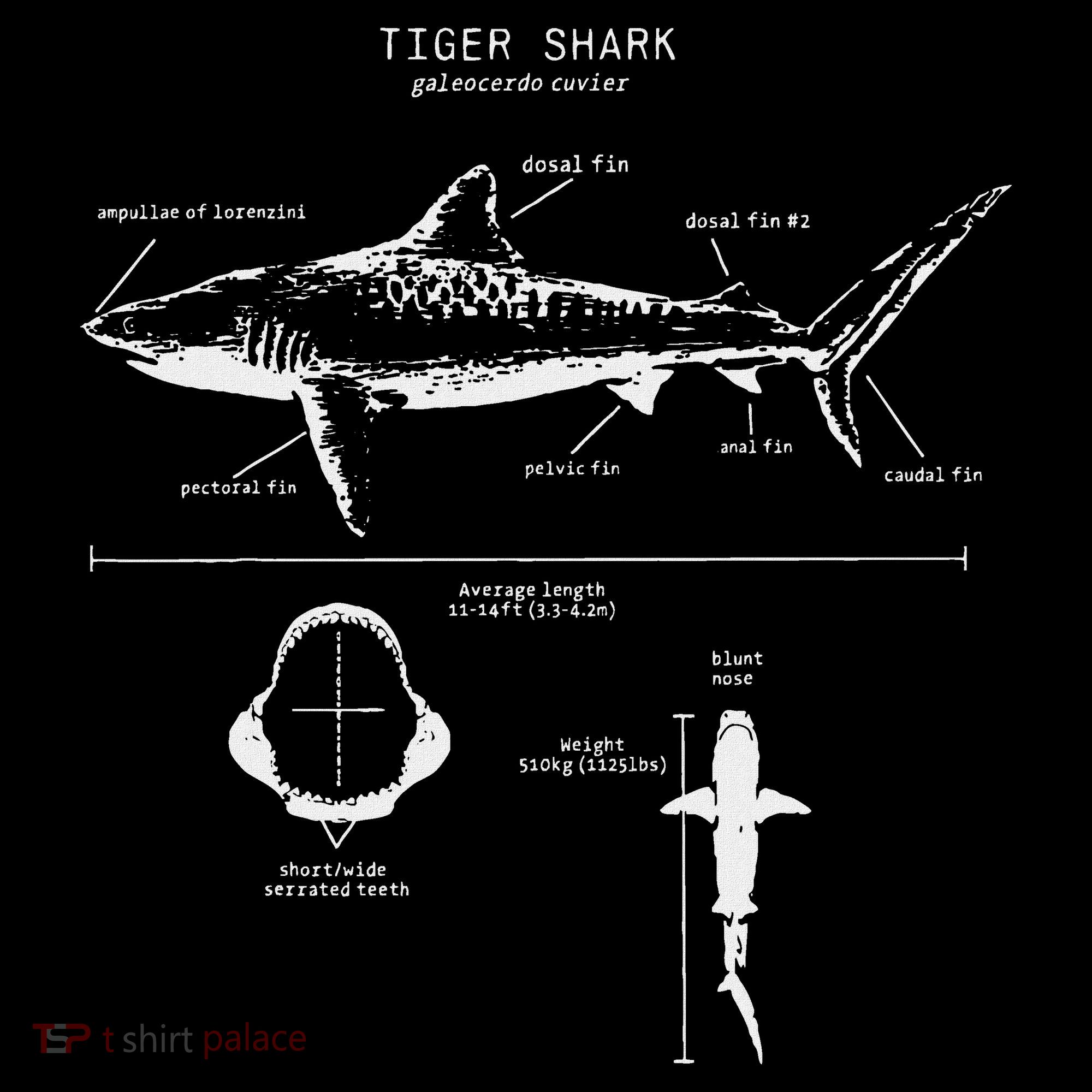 Tiger Shark Anatomy Marine Biologist Women's Hoodie