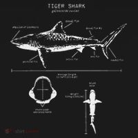 Tiger Shark Anatomy Marine Biologist Toddler T-Shirt thumb 4