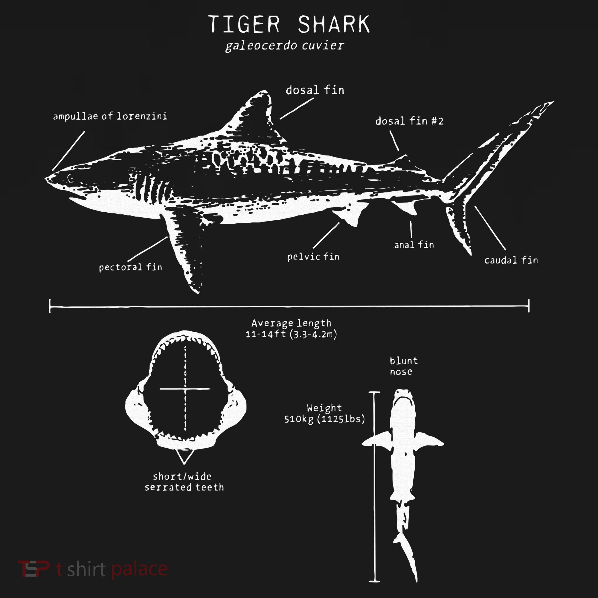 Tiger Shark Anatomy Marine Biologist T-Shirt