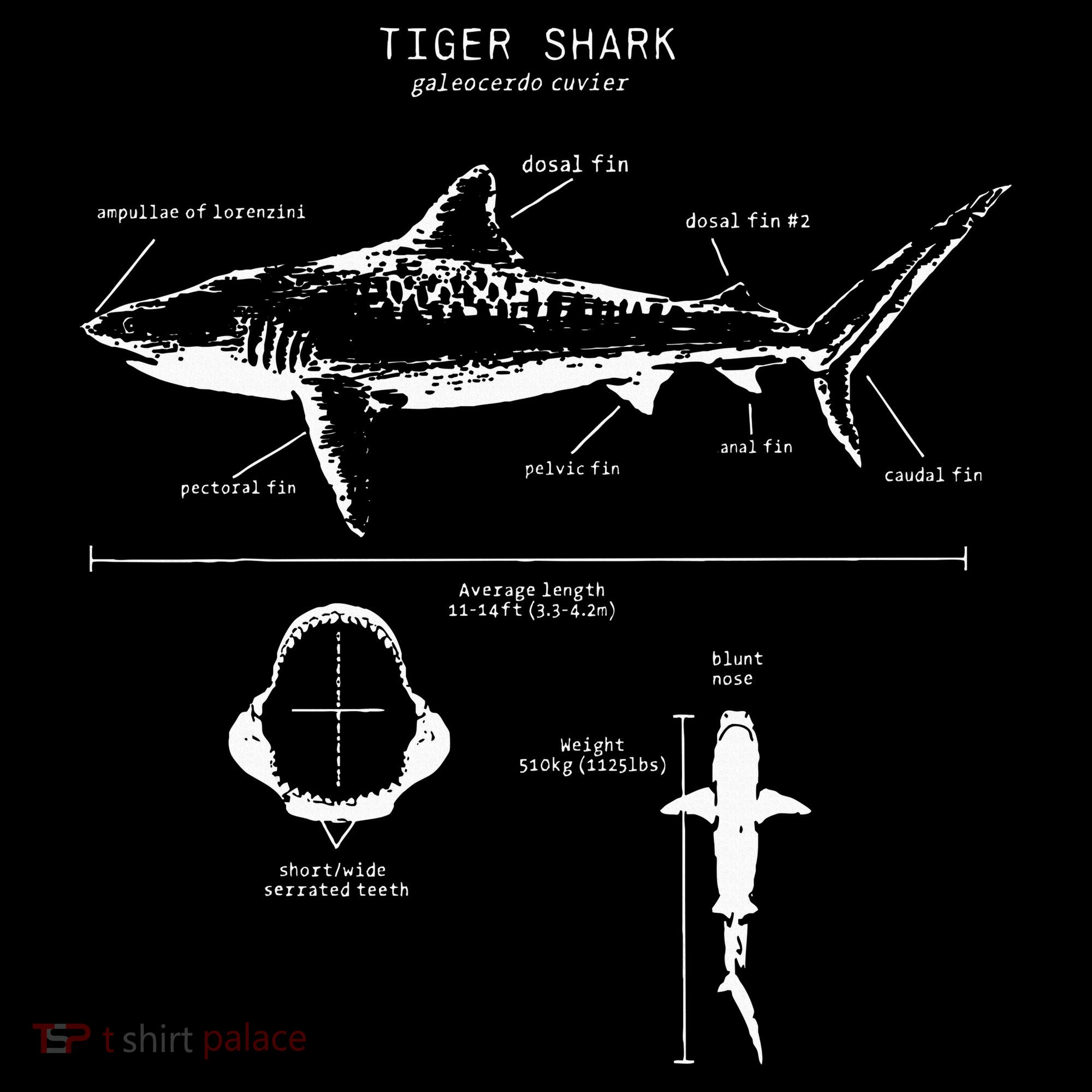 Tiger Shark Anatomy Marine Biologist Women's Hoodie